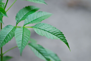 Trumpet vine, Yellow, Yellow bell or Yellow elder plant
