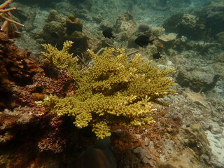 Coral found at coral reef area within island in Malaysia
