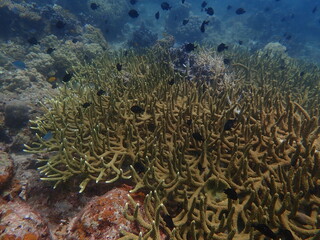 Fototapeta na wymiar Coral found at coral reef area within island in Malaysia