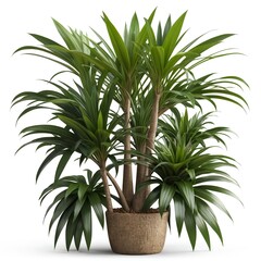 Fototapeta premium Dracaena Marginata Plant in Pot