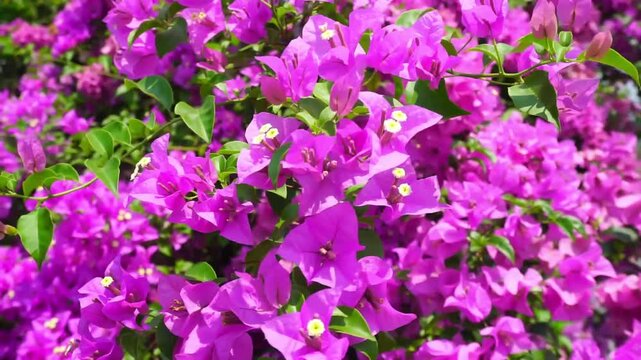 Purple color of Bougainvillea flower blossom and moving by wind, Handheld shot