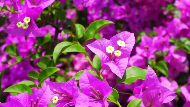 Purple color of Bougainvillea flower blossom and moving by wind, Handheld shot
