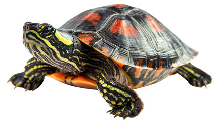 Fototapeta premium turtle on white background