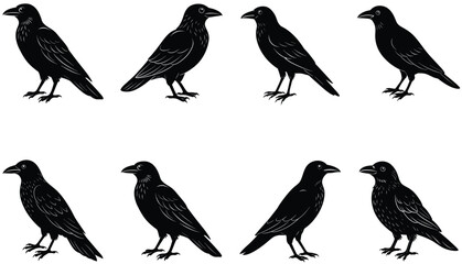 Fototapeta premium Crows Vector Shilhouette Bundle Set Collection