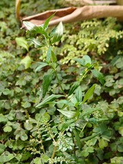 Green grass blowing in the wind, taken from above	
