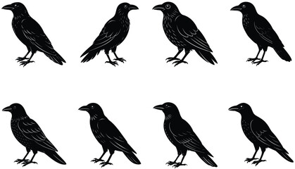 Fototapeta premium Crows Vector Shilhouette Bundle Set Collection