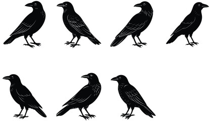 Fototapeta premium Crows Vector Shilhouette Bundle Set Collection