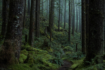Pacific Northwest Washington Forest Trails