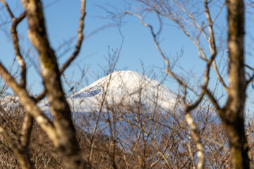 Mount Fuji seen through the soft blur of branches from a forest on Mt. Kintoki, Japan.