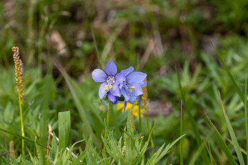 Flora of Chukotka: blue flowers of Polemonium acutiflorum, known as tall Jacob's-ladder, is a flowering plant in the family Polemoniaceae
