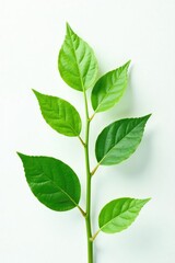 Obraz premium Leafy greens and stems against white background, leafy greens, botanical, green