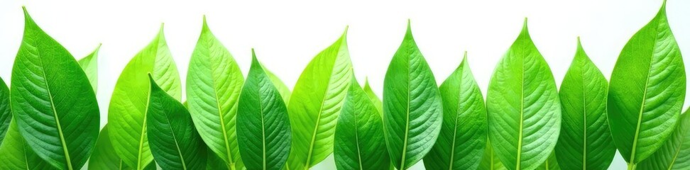 Obraz premium Leafy greens isolated on white background, natural texture, leaf, greenery