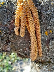 Flower of knob nut in the garden