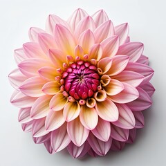 Fototapeta premium Pink Dahlia Flower Bloom
