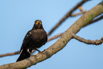 Watchful Mynah Perched on Weathered Branch