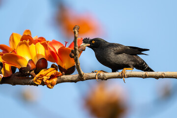 Curious Mynah Admiring Vibrant Petals on Branch