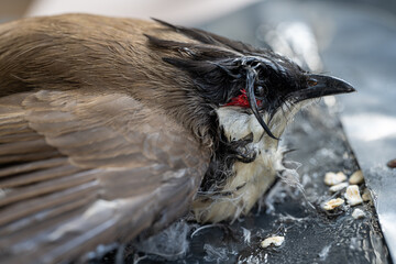 Sorrowful Struggle: Red-Whiskered Bulbul Trapped on Glue Trap
