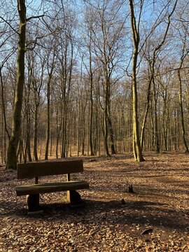 grief, bench, solitude, loneliness, cemetry, woods, bernau, friedwald