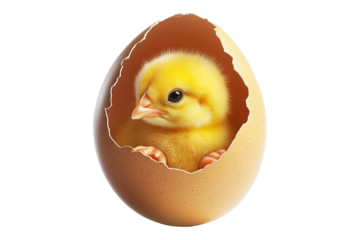 Adorable cute yellow chick emerging from cracked brown eggshell isolated on white transparent background. Symbolizing Easter, spring, and new beginnings