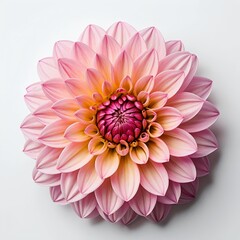 Fototapeta premium Pink Dahlia Flower Blossom
