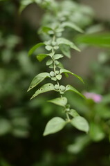 close up of green leaves