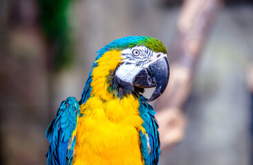 Blue-and-yellow Macaw sitting on a branch at the zoo
