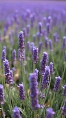 Naklejka premium Delicate lavender sprouting from the ground in a summer field, purple flowers, flowers landscape, lavender