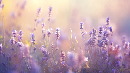 A high-quality image showcasing a close-up of blooming lavender flowers in soft focus. The foreground captures the intricate textures of the petals, while the background fades into a dreamy blur of pu