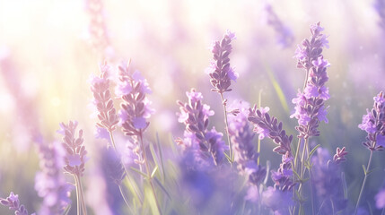 Obraz premium A high-quality image showcasing a close-up of blooming lavender flowers in soft focus. The foreground captures the intricate textures of the petals, while the background fades into a dreamy blur of pu