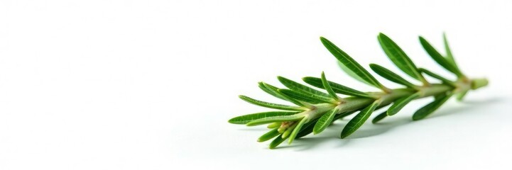 Fototapeta premium Single isolated sprig of rosemary on white background, green, rosemary, herb