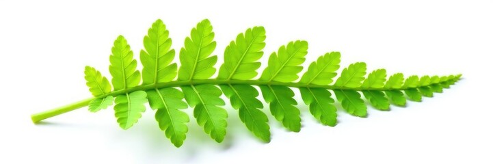 Fototapeta premium Single leaf of fern isolated on white background, Green, Foliage, Isolated