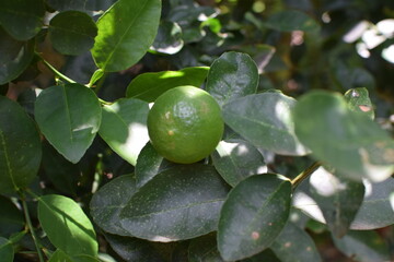 Luscious Limes Hanging on the Lime Tree: Nature's Zesty Treasures in a Verdant Green Canopy. Ripe...
