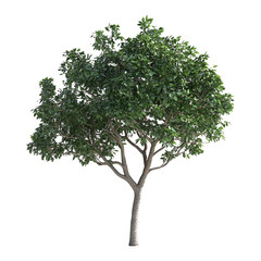 Obraz premium Beach tree plant isolated on transparent background