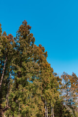 青空に映える杉林　花粉症イメージ