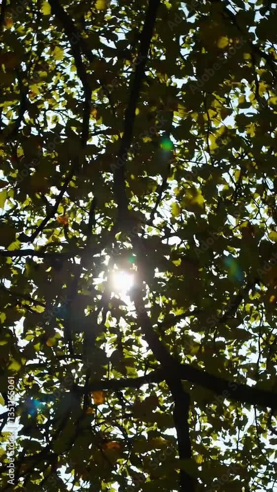 Aufkleber sunlight filtering through autumn leaves with lens flare patterns in a forest canopy