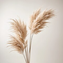 Fototapeta premium Pampas Grass Minimalist Decor