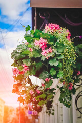 Beautiful flowers are hung in a planter to decorate the front door of the building.