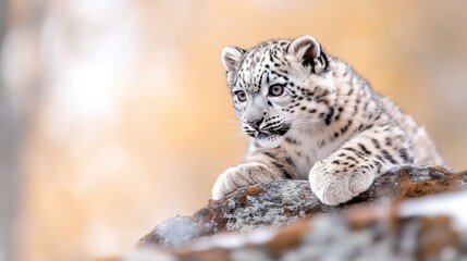 Fototapeta premium Snowy Leopard Cub on a Rock
