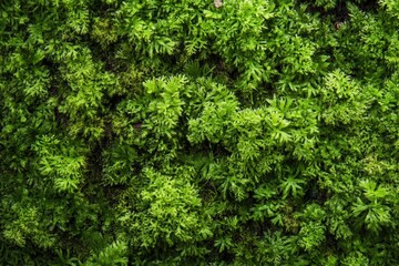 Fototapeta premium A lush display of vibrant green foliage creates a texture
