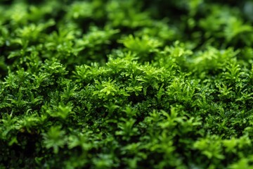 A close up image of vibrant green forest moss