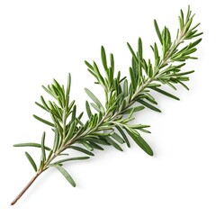 Fototapeta premium Here's a and keywords for your rosemary sprig stock photoFresh Rosemary Sprig Isolated on White