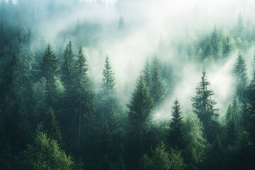 Misty forest canopy.  Dense evergreen trees rise above a layer of ethereal fog. Sunlight filters through the mist, illuminating the tops of the trees. A serene, tranquil scene