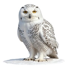 Snowy Owl on Snowdrift
