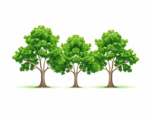 Obraz premium Three Lush Green Trees Isolated on White Background