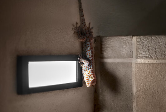 Toki the gecko sits on the wall near the lantern. a nocturnal animal. A beautiful gecko in the wild. a tropical animal.