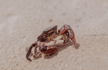 a small crab on a sandy beach. A crab crawls across the sand. beautiful photo of a marine life on the seashore on a sunny day. tropical nature and animals.