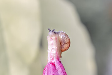A beautiful little snail on a pink flower. close-up photo of a snail. macro photo of a cute snail. The snail is having lunch on the flower. tropical nature.