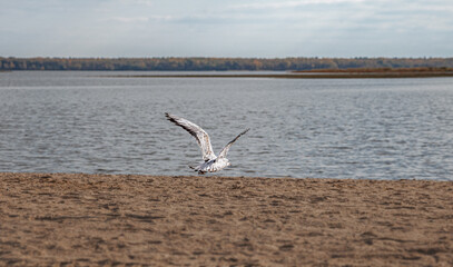seagull on a sandy beach. beautiful seabird on the seashore.