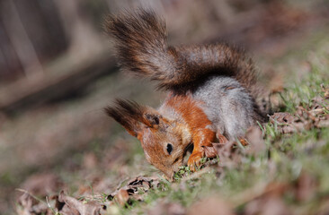 A cute squirrel is eating something in the forest. A beautiful red squirrel among the grass on the ground. a wild animal in nature. squirrel close-up.