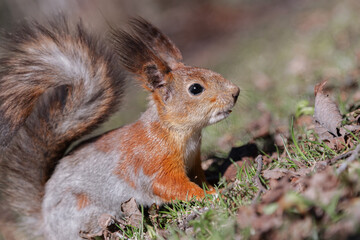 A cute squirrel is eating something in the forest. A beautiful red squirrel among the grass on the ground. a wild animal in nature. squirrel close-up.